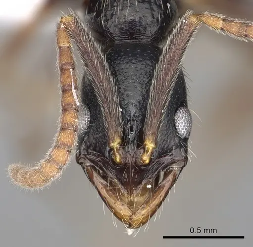 Leptogenys occidentalis specimen