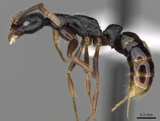 Leptogenys occidentalis specimen