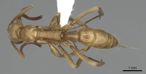 Leptogenys occidentalis - CASENT0317017