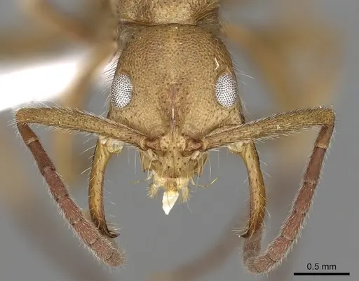 Leptogenys occidentalis - CASENT0317017