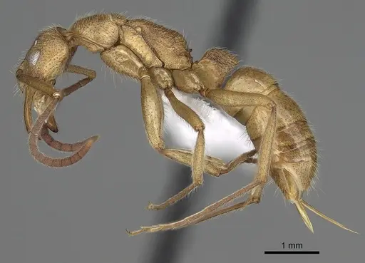 Leptogenys occidentalis - CASENT0317017