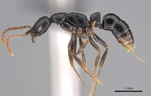 Leptogenys occidentalis - CASENT0814958