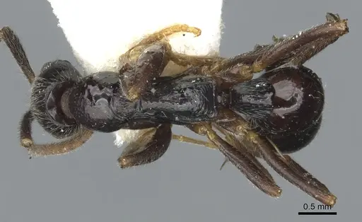 Leptogenys occidentalis - CASENT0902600