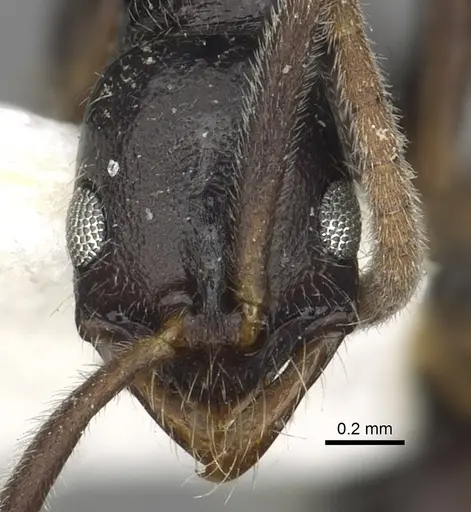 Leptogenys occidentalis - CASENT0902600