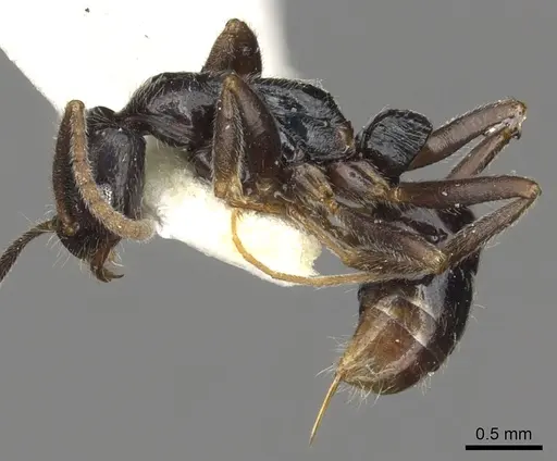 Leptogenys occidentalis - CASENT0902600