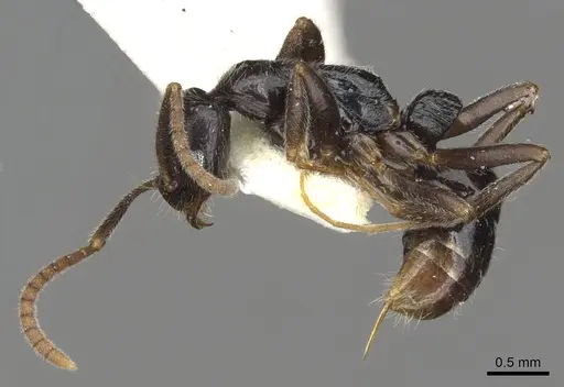 Leptogenys occidentalis - CASENT0902600