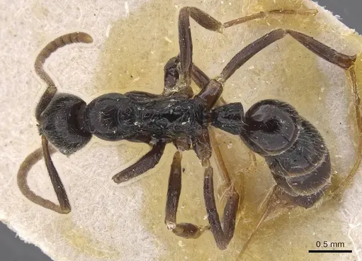 Leptogenys occidentalis - CASENT0915463