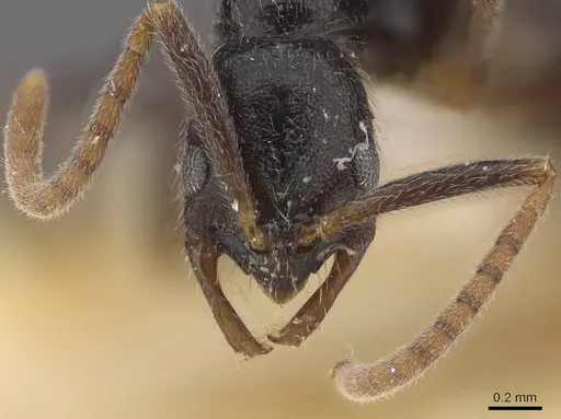 Leptogenys occidentalis - CASENT0915463