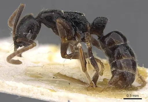 Leptogenys occidentalis - CASENT0915463