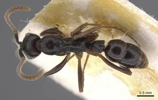 Leptogenys occidentalis - CASENT0915464