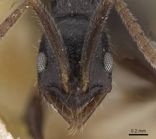 Leptogenys occidentalis - CASENT0915464