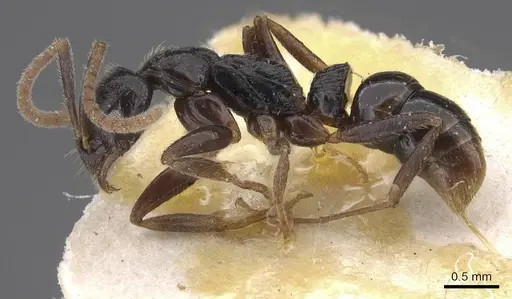 Leptogenys occidentalis - CASENT0915464