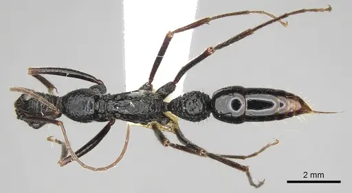 Leptogenys optica specimen