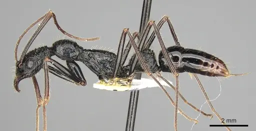 Leptogenys optica specimen