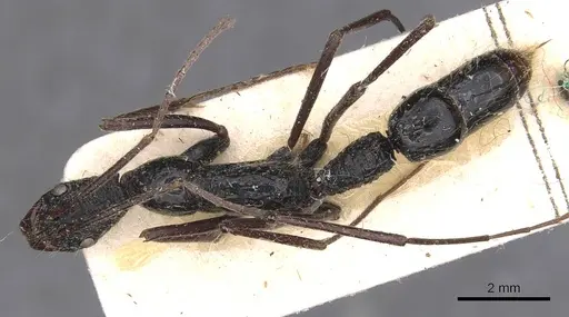 Leptogenys optica - CASENT0907387