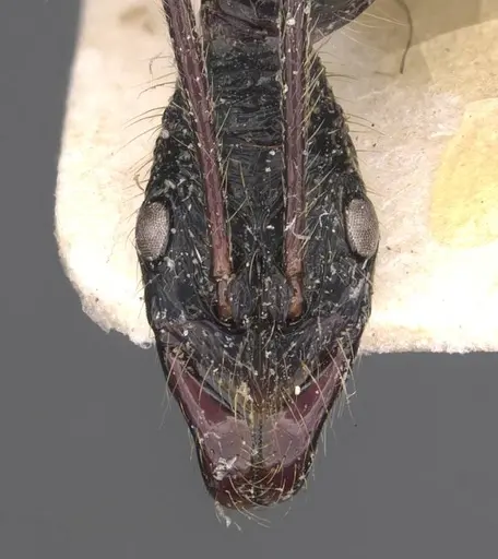 Leptogenys optica - CASENT0907387