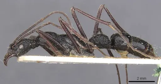 Leptogenys optica - CASENT0907387