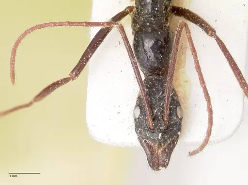 Leptogenys optica - FOCOL0920