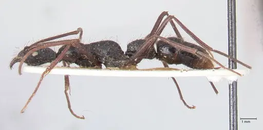 Leptogenys optica - FOCOL0920