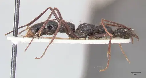 Leptogenys optica - FOCOL0920