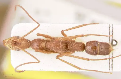 Leptogenys optica - FOCOL0921