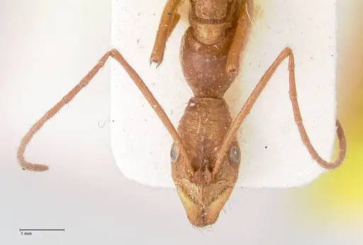 Leptogenys optica - FOCOL0921