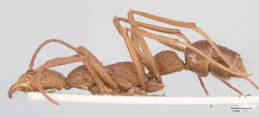 Leptogenys optica - FOCOL0921