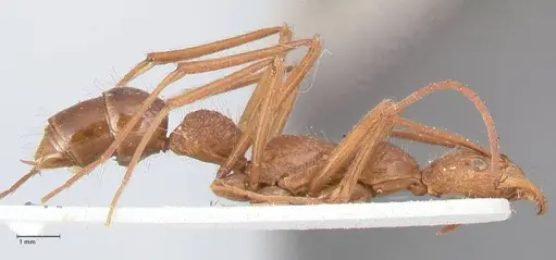 Leptogenys optica - FOCOL0921