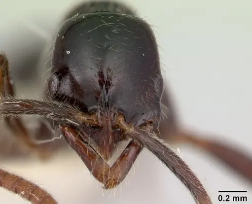 Leptogenys orchidioides specimen
