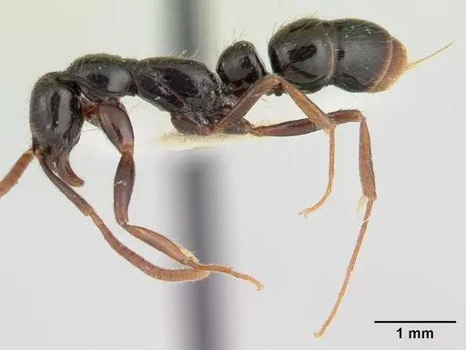 Leptogenys orchidioides specimen