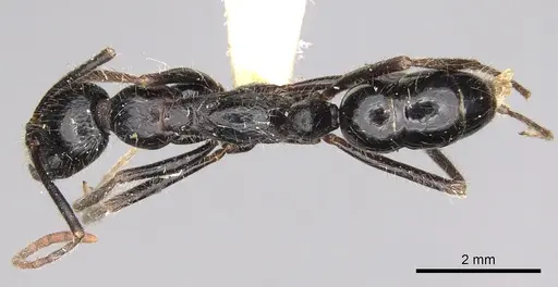 Leptogenys oresbia specimen