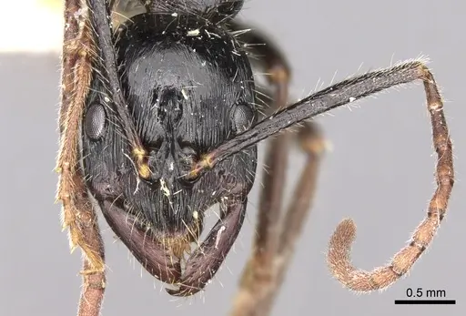 Leptogenys oresbia specimen