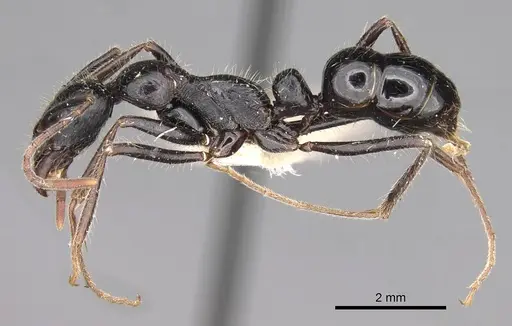 Leptogenys oresbia specimen