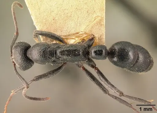 Leptogenys oswaldi specimen