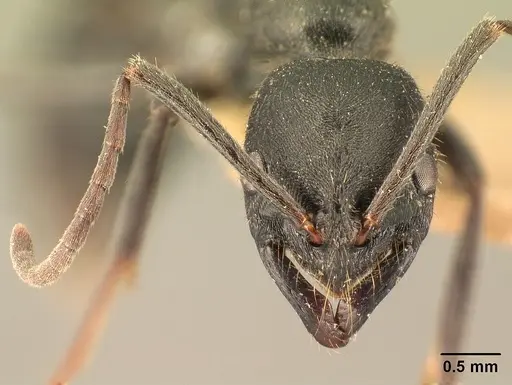 Leptogenys oswaldi specimen