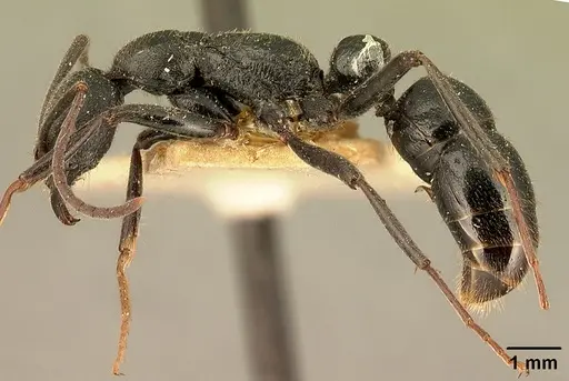 Leptogenys oswaldi specimen