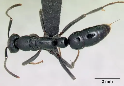 Leptogenys oswaldi - CASENT0496083