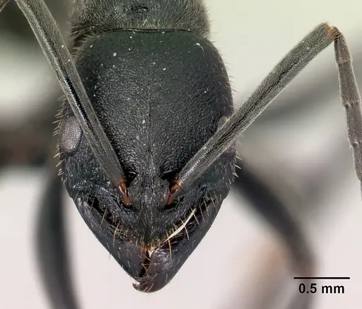 Leptogenys oswaldi - CASENT0496083