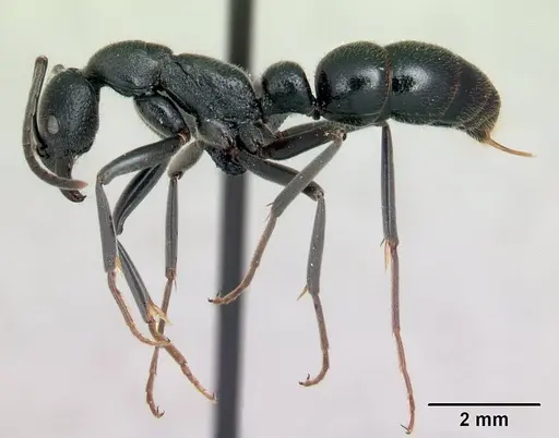 Leptogenys oswaldi - CASENT0496083