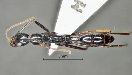 Leptogenys pangui specimen