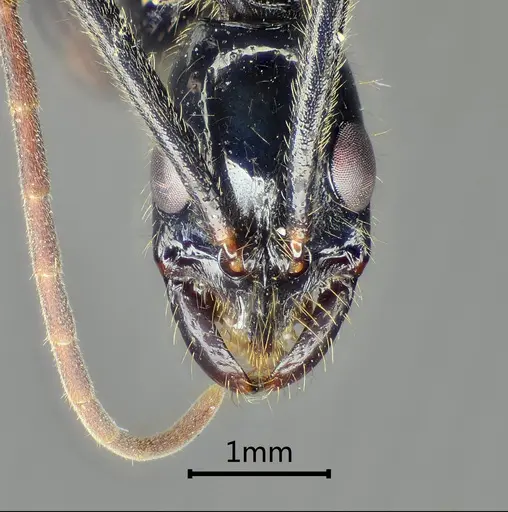 Leptogenys pangui specimen