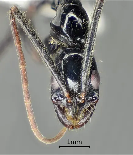 Leptogenys pangui specimen