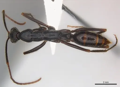 Leptogenys panops specimen