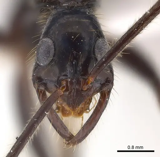 Leptogenys panops specimen