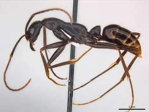 Leptogenys panops specimen
