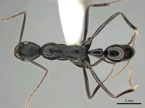 Leptogenys papuana specimen