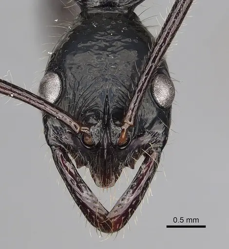 Leptogenys papuana specimen