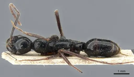 Leptogenys papuana - CASENT0905742