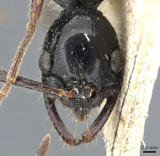 Leptogenys papuana - CASENT0905742