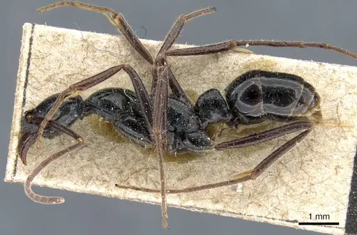 Leptogenys papuana - CASENT0905742